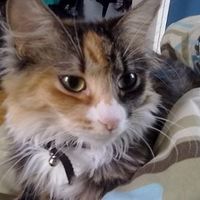 NWR: I want to see your pets!