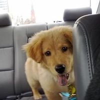 NWR: I want to see your pets!