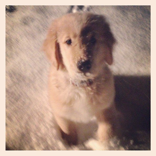 Lets see those puppies that we share with our FHs!