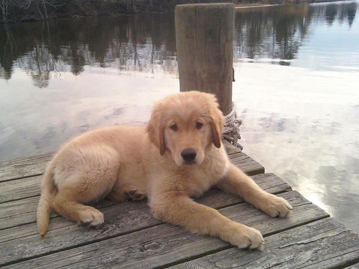 Lets see those puppies that we share with our FHs!