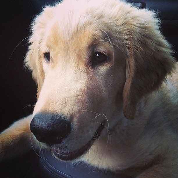 NWR: does anyone know how to add pictures from an iPad?