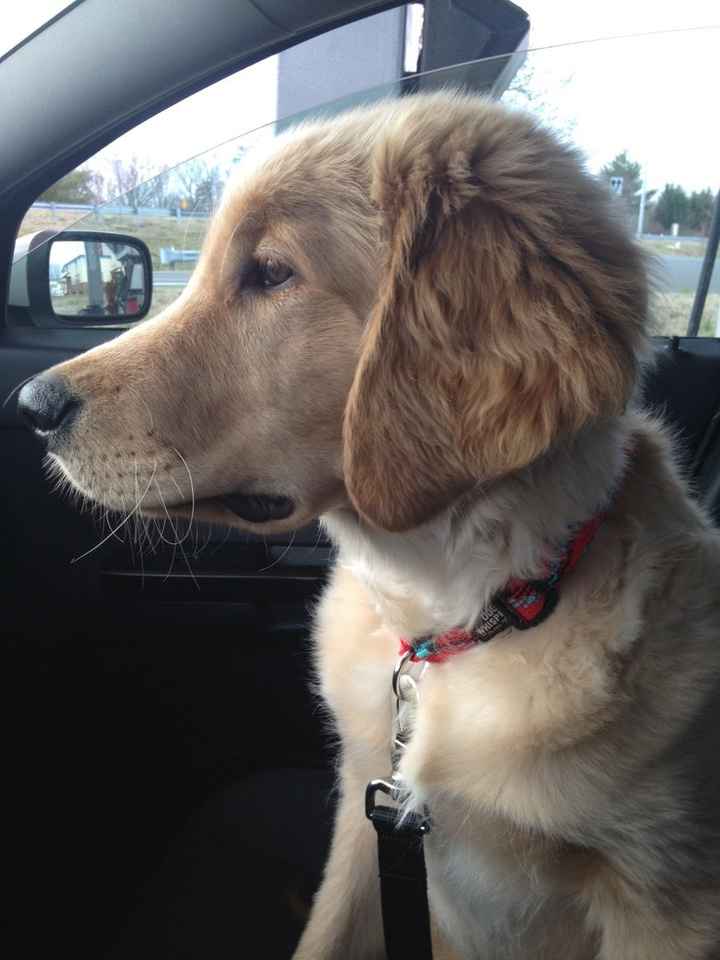 NWR: changed mah avatar (puppy is growing up)