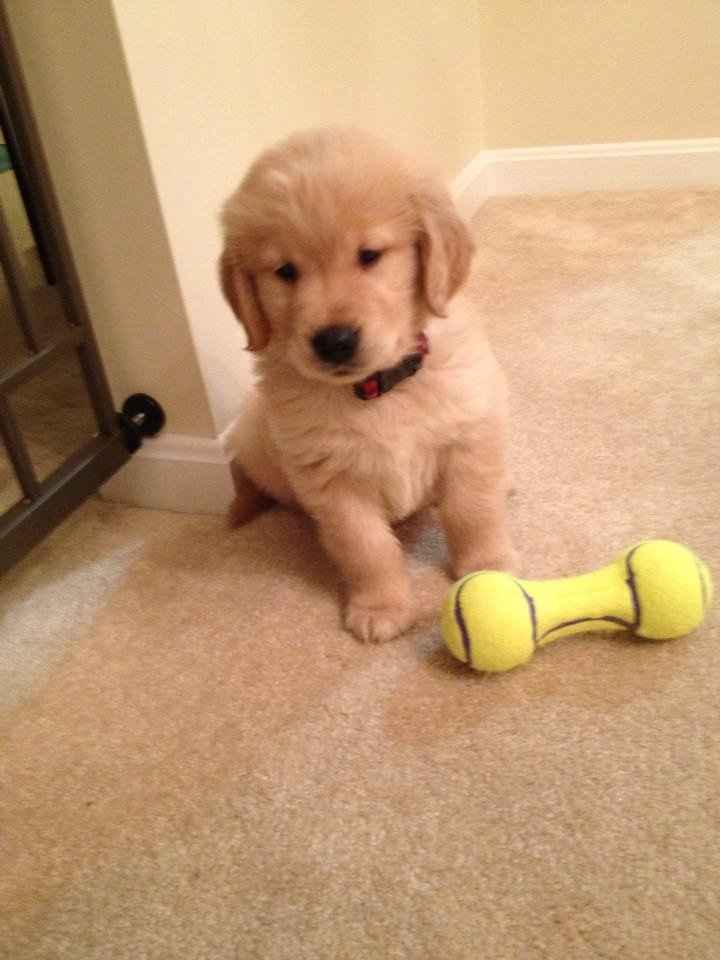 Keeping my mind of my wedding...Show me your dog:)!!**Pics