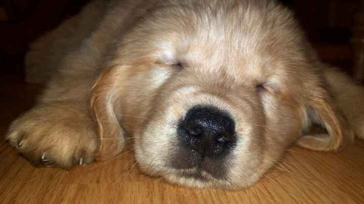 Keeping my mind of my wedding...Show me your dog:)!!**Pics