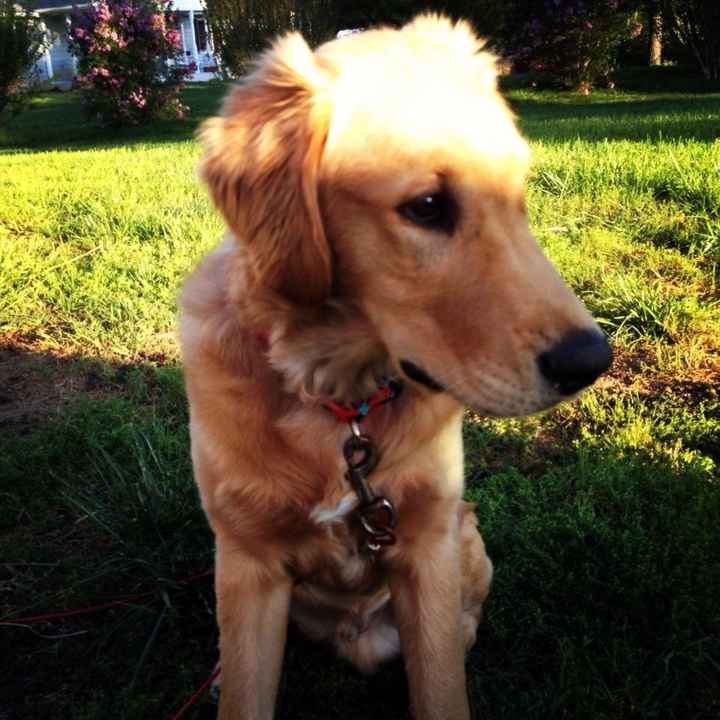 Just for fun, lets see your crazy pet child....