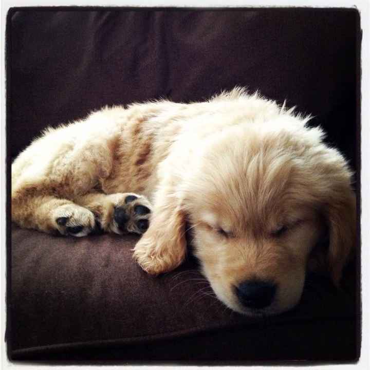 NWR: changed mah avatar (puppy is growing up)