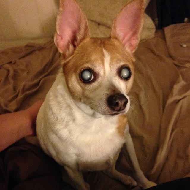 NWR - Pet pictures