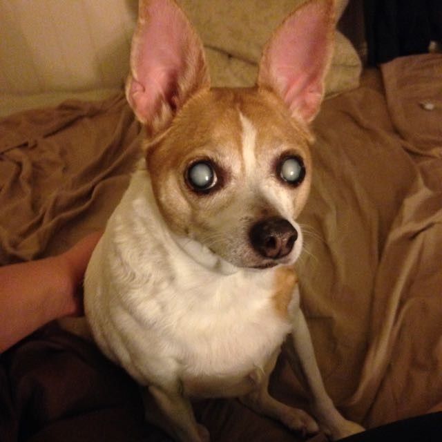 NWR - Pet pictures