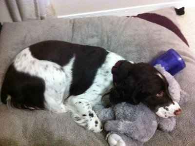 NWR: Show off your fur baby!