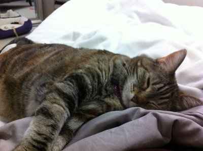 NWR: Show off your fur baby!