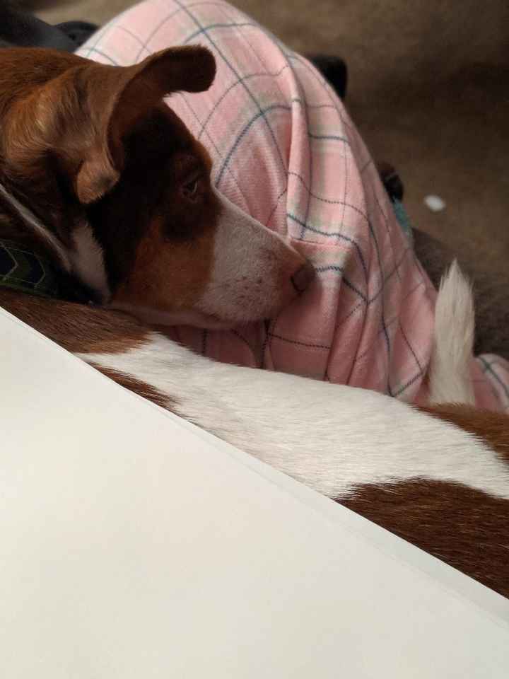 Help with the Invitations?!?! 😍🐕‍🦺🐾💓 - 1