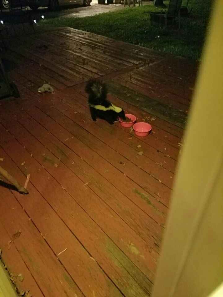 Nwr - Skunk!