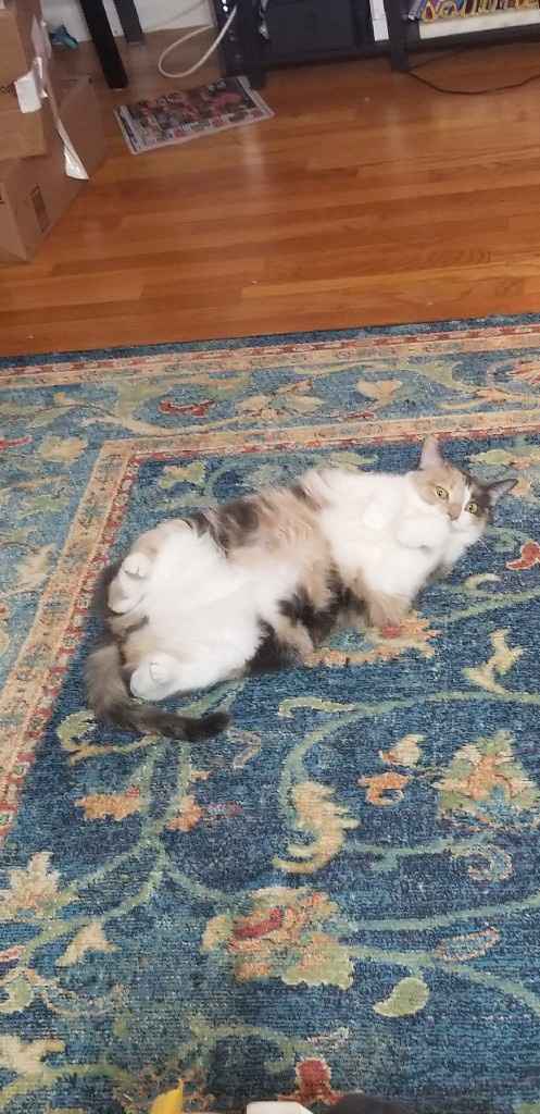 Show me your fur babies! - 1