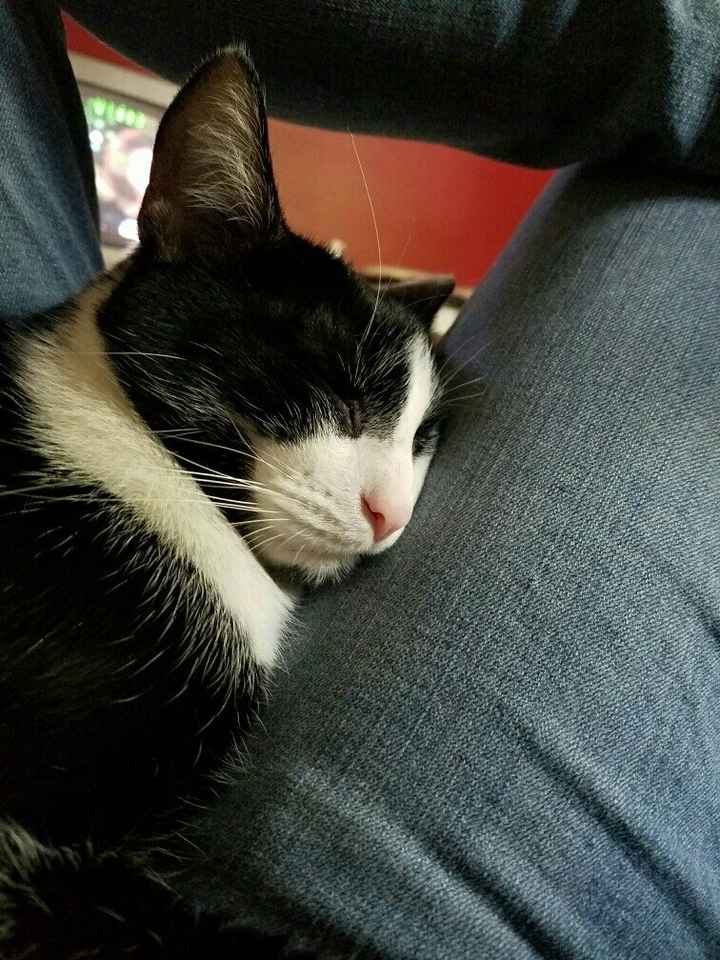 NWR: Bored? Show off your pets!