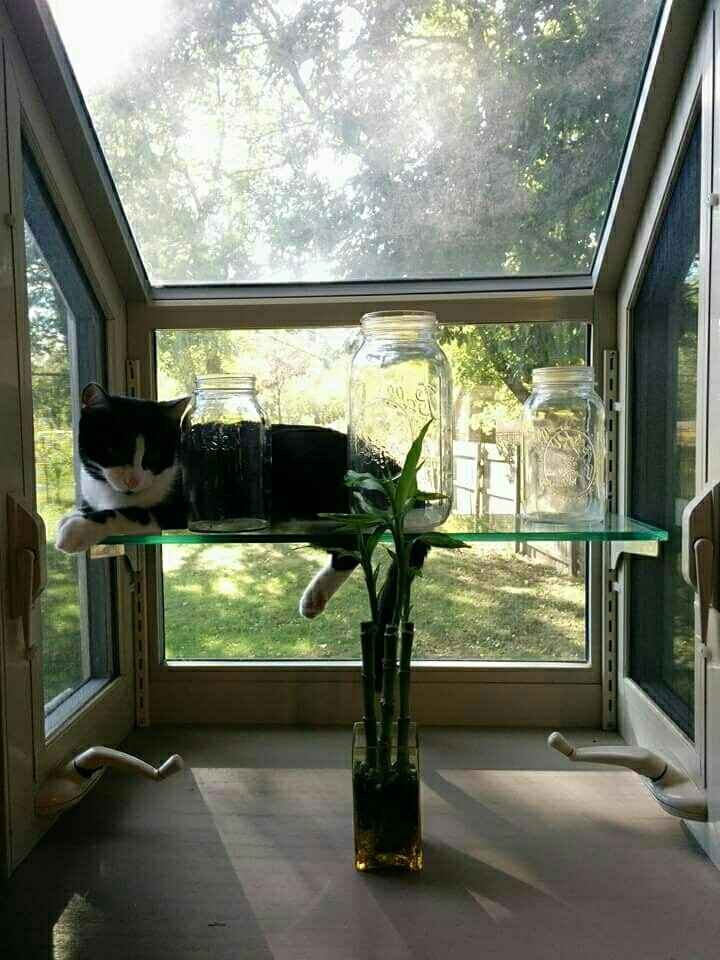 Show my your kitties!