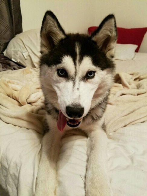NWR: Bored? Show off your pets!