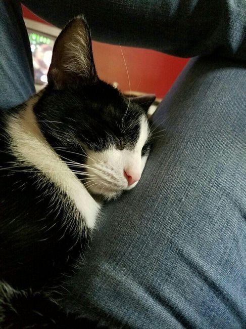 NWR: Bored? Show off your pets!
