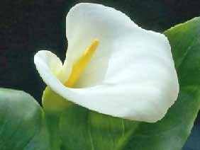 Centerpieces please help.