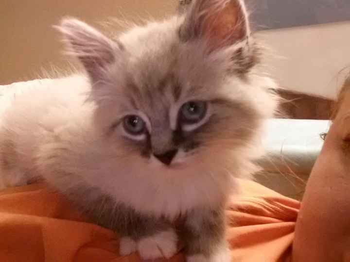 NWR: Saying Goodbye to My Kitty