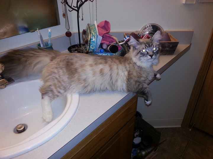 NWR: Saying Goodbye to My Kitty