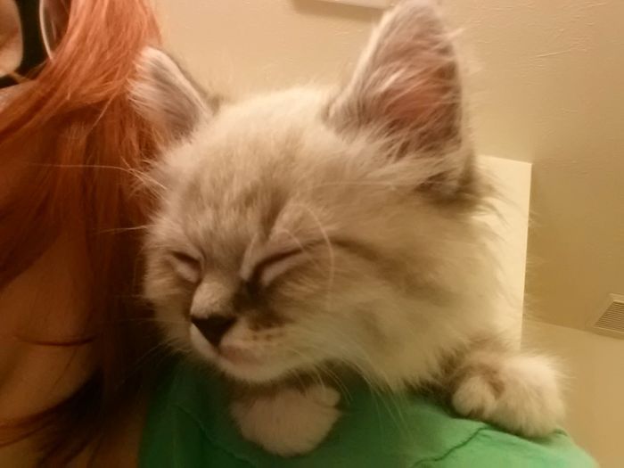 Fur Babies (Give the Best Hugs)