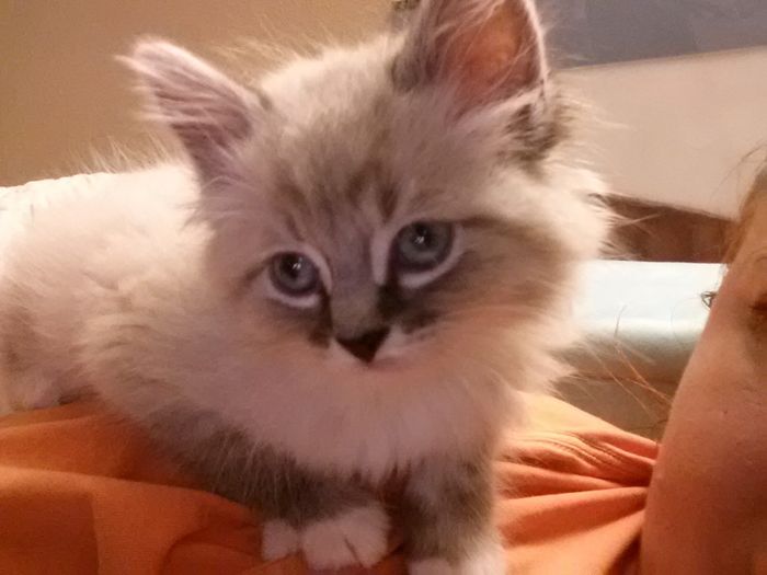 NWR: Saying Goodbye to My Kitty