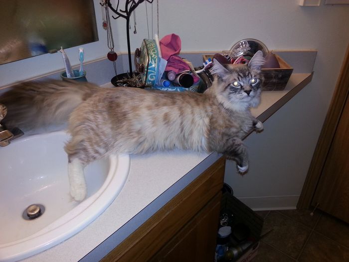 NWR: Saying Goodbye to My Kitty