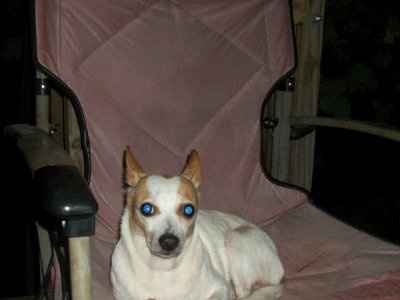 *NWR* Post pics of your furry (or not so furry) kids!