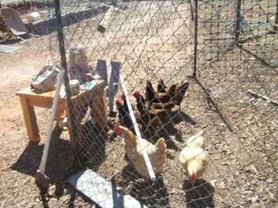 *NWR* Post pics of your furry (or not so furry) kids!