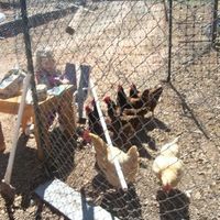 *NWR* Post pics of your furry (or not so furry) kids!