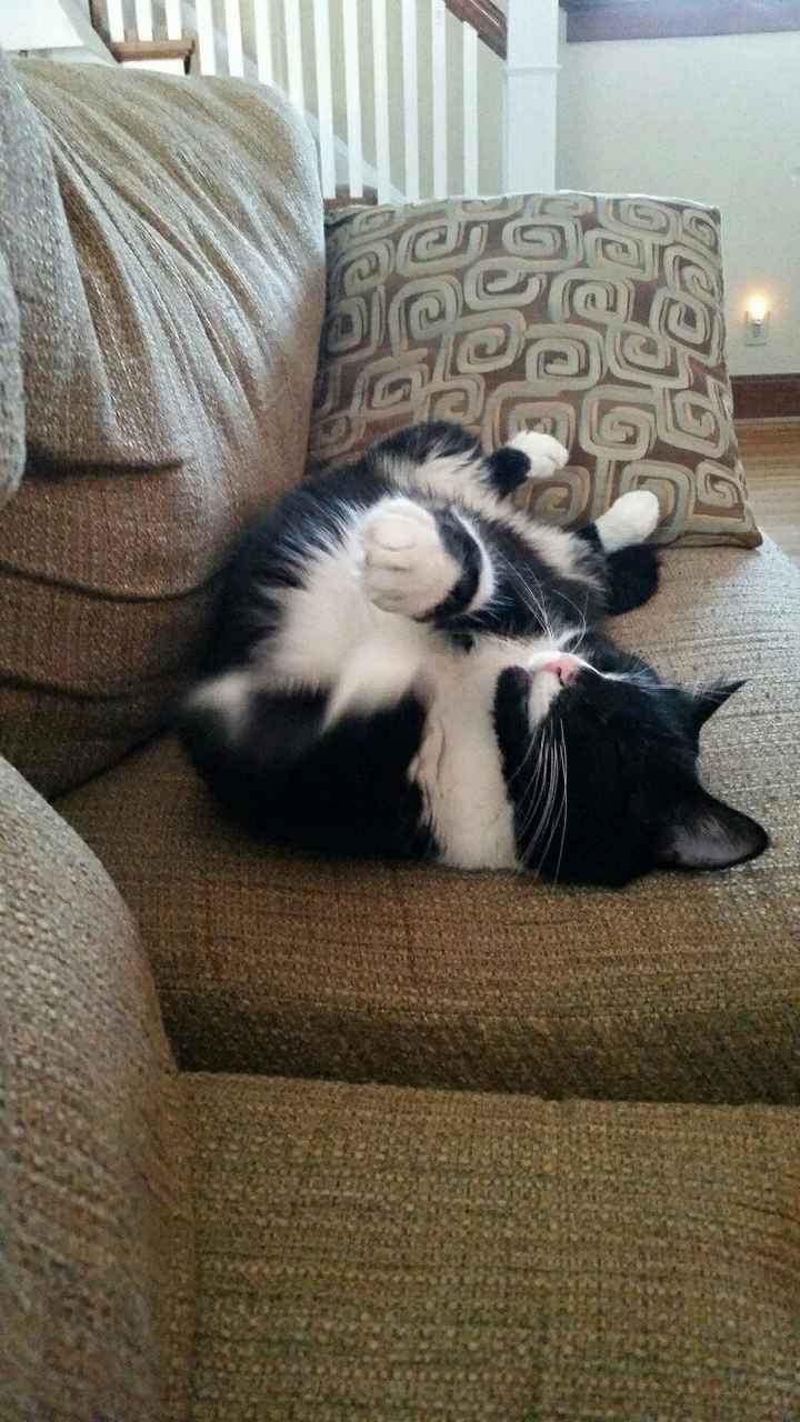 NWR: Tomorrow is National Cat Day!