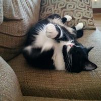 NWR: Tomorrow is National Cat Day!