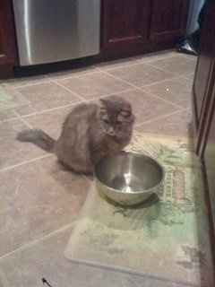 my fur baby is sick :(