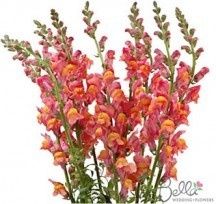 Number of Flowers