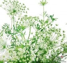 Number of Flowers