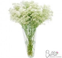 Number of Flowers