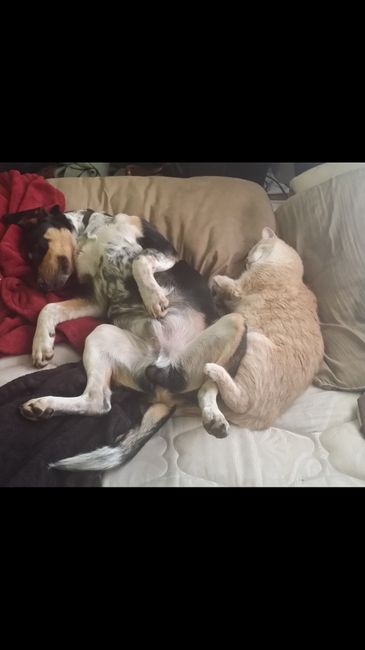 NWR: Lets talk pets.