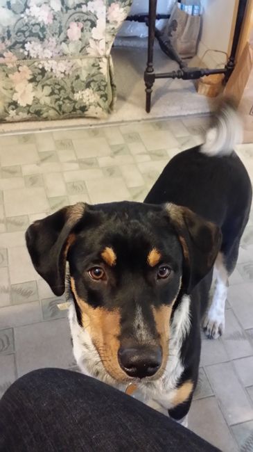 NWR: Lets talk pets.