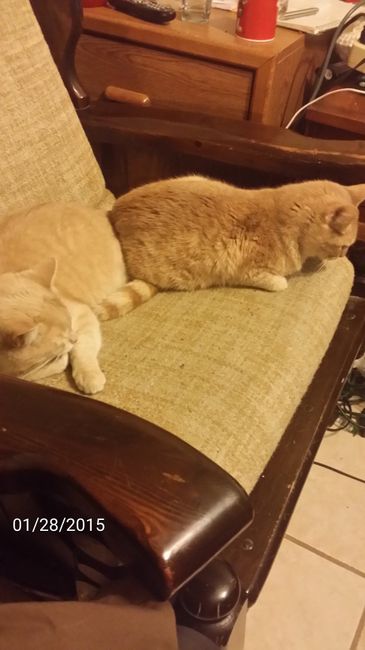 NWR: Lets talk pets.