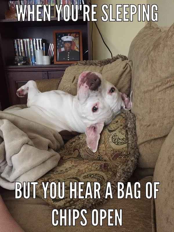 NWR: anyone else have a dog that does this?