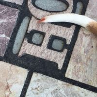 NWR- happy tail syndrome