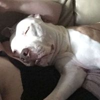 Fur Babies (Give the Best Hugs)