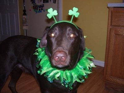 Post your pets!