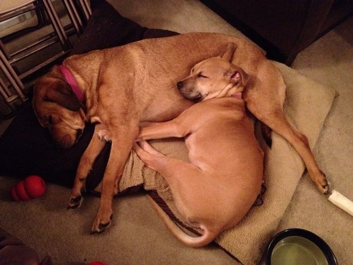 NWR:  Fur Babies