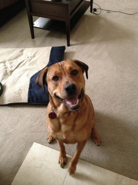 NWR:  Fur Babies