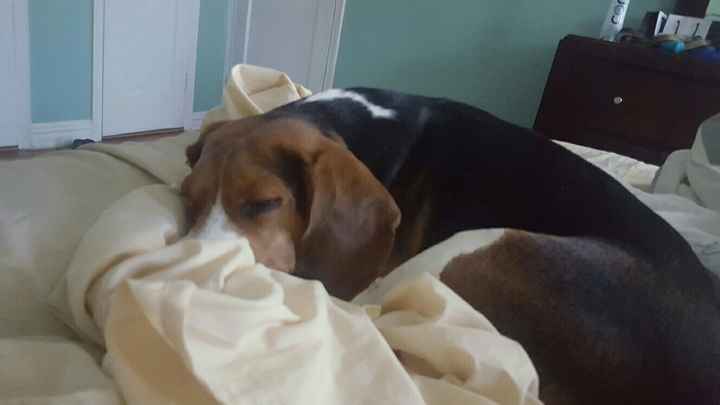 Nwr: my pup