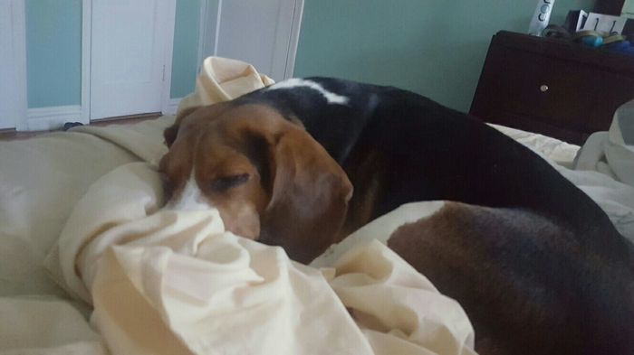 Nwr: my pup