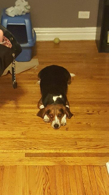 NWR: New puppy!
