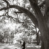 Trees and Moss and all the romance.
