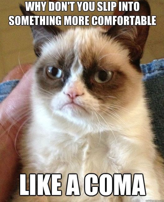 Cats!!!